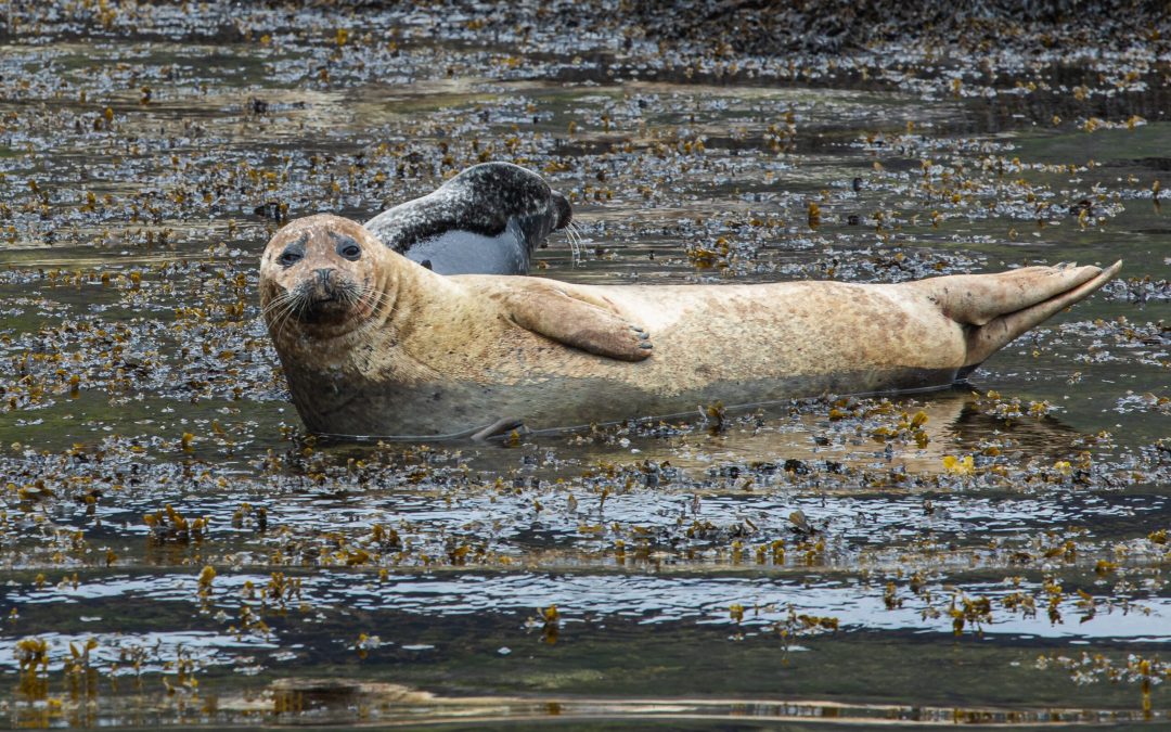 Seal, Otter or Fox…?